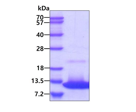 3 μg by SDS-PAGE under reducing condition and visualized by coomassie blue stain